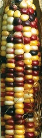 Maïs Multicolores-1.jpg