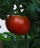 Tomate burgess climbing-1.jpg