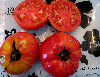 Tomate vermillon-1.jpg