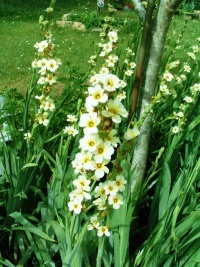 Sisyrinchium striatum.jpg