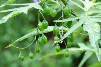 Solanum aviculare-1.jpg