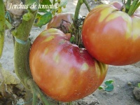 Tomate africaine beefsteak rose.jpg