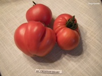 Tomate croatian heart-1.jpg