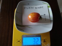 Tomate fuzzy wuzzy-2.jpg