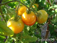Tomate little lucky op-1.jpg
