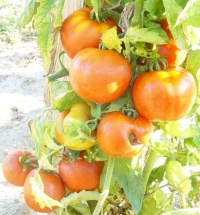 Tomate rouge d irak-1.jpg
