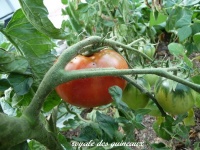 Tomate royale des guineaux.jpg
