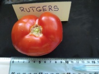 Tomate rutgers-1.jpg