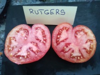 Tomate rutgers-2.jpg