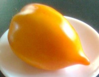 Tomate téton de vénus jaune-1.jpg