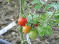 Tomate wippersnaper op-1.jpg