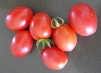 Tomate wippersnaper op.jpg