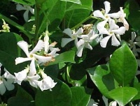 Trachelospermum jasminoides.jpg