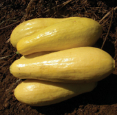 COURGETTE golden bush-1.jpg