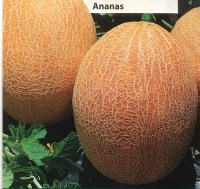 MELON ananas-1.jpg