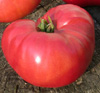 Tomate brandywine gail s strain op.jpg