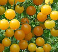 Tomate gold rush currant.jpg