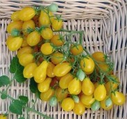 Tomate lycopersicum pruniforme lutea-1.jpg