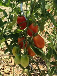 Tomate olivette.jpg