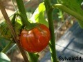 AUBERGINE amère turkish orange.jpg