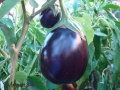 AUBERGINE black beauty-2.jpg