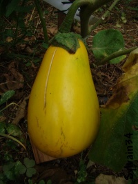 AUBERGINE orissa-2.jpg