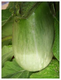 AUBERGINE orissa.jpg