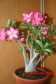 Adenium obesium.JPG