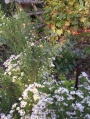 Aster ericoides 'Golden Spray'.jpg