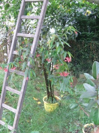 Bégonia maculata.jpg