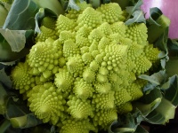 BROCOLI romanesco.jpg