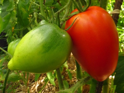 Tomate Bargemont Op Semeur