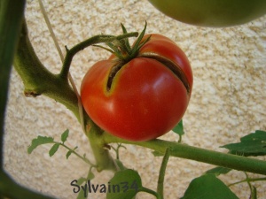 Tomate Beefsteak Bush Op Semeur