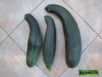 COURGETTE diamant.jpg