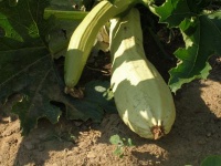 COURGETTE lungo bianco-1.jpg