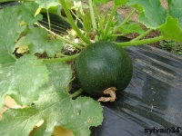 COURGETTE ronde de piacenza.jpg