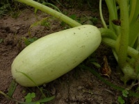 COURGETTE white volontee-2.jpg