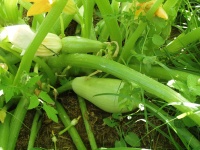 COURGETTE white volontee.jpg