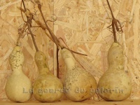 COURGE calebasse mini bouteille-1.jpg