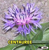 Centaurée-2.jpg