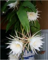 Epiphyllum oxypetallum 2.jpg