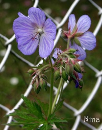 Géranium vivace Johnson"s Blue.jpg