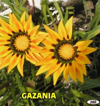 Gazania-1.jpg