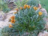 Gazania.jpg