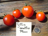 Giles Mullis Plum OP.jpg