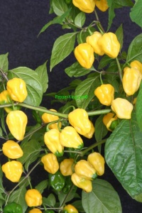 Habanero Yellow.jpg