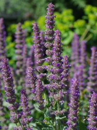 Nepeta tuberosa.jpg