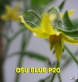 OSU fleur.jpg