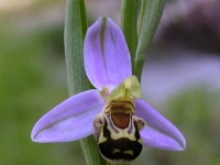 Ophrys abeille.jpg