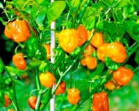 PIMENT Habanero Francisca.jpg